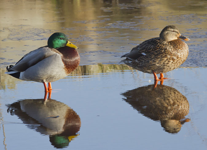 Wildeeenden160112.jpg
