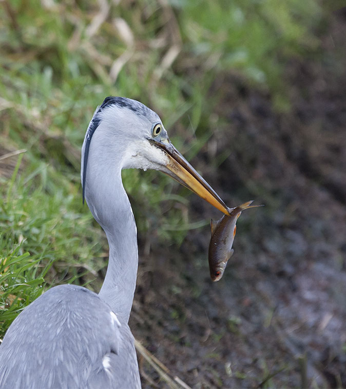 Blauwereiger271212