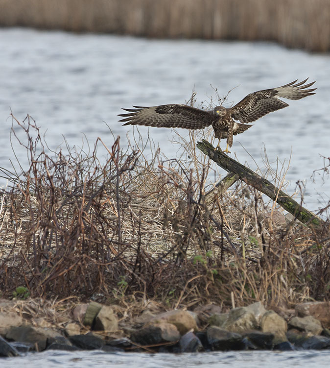 Buizerd030113