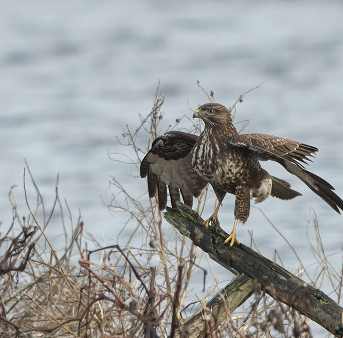 Buizerd030113A