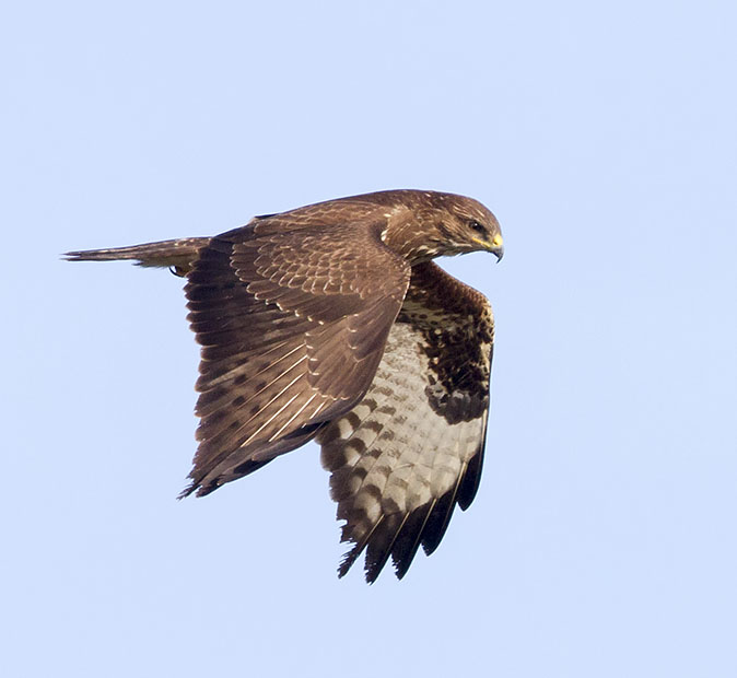 Buizerd290114B
