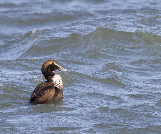 Eider290114
