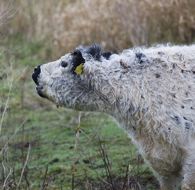 Galloway210114