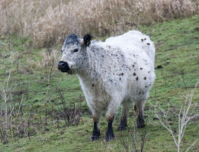 Galloway210114B