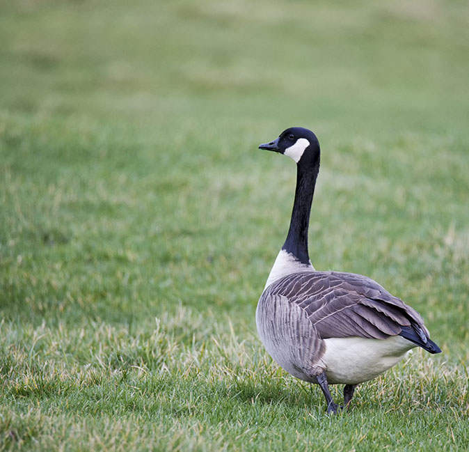 Grotecanadesegans140114