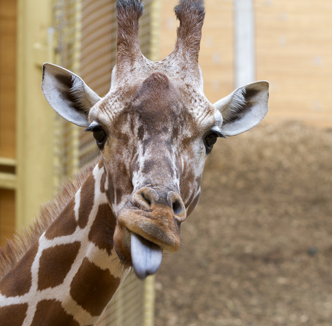 Netgiraffe070114