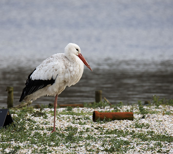 Ooievaar170114