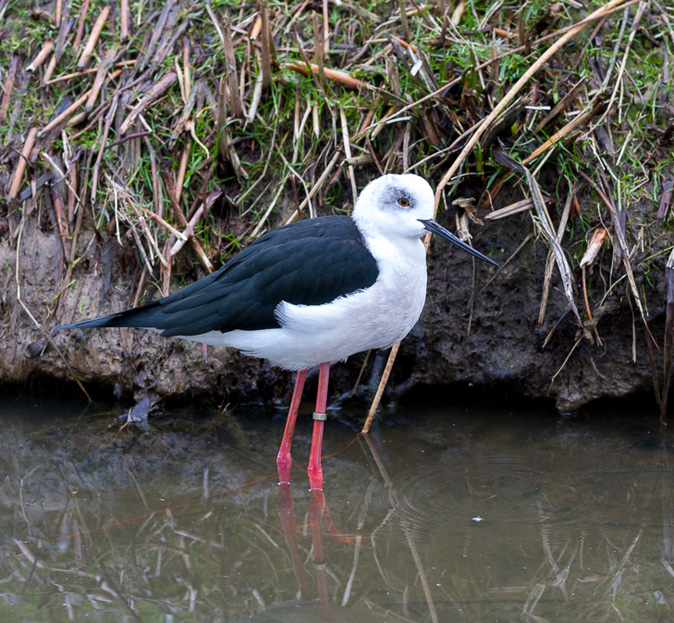 Steltkluut070114