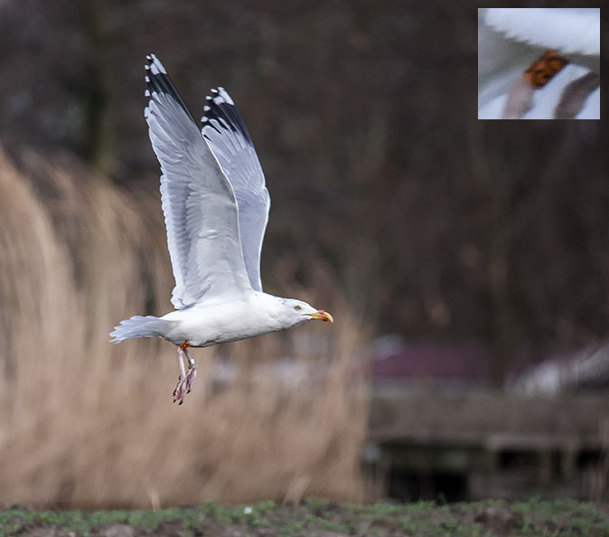 Zilvermeeuw_OGD_220114