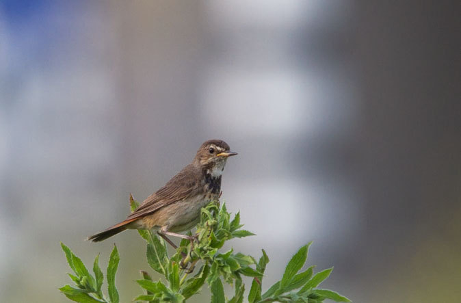 Blauwborst010710G.JPG