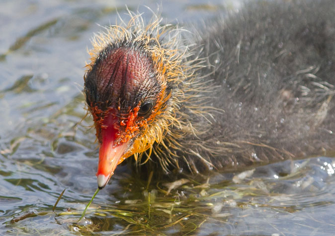 Meerkoet090710A.JPG