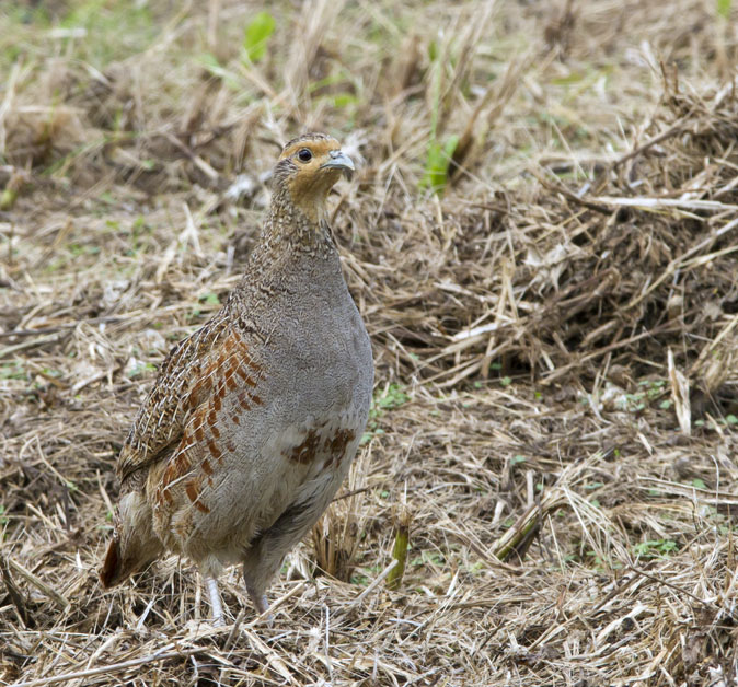 Patrijs260711A.JPG
