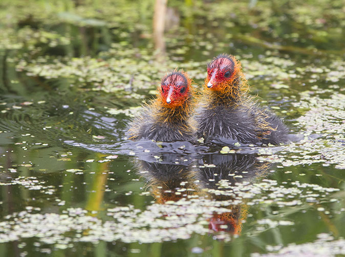 Meerkoeten290612E.jpg