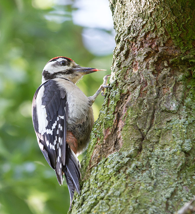 Grotebontespecht090713A