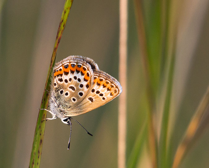 Heideblauwtje230713A