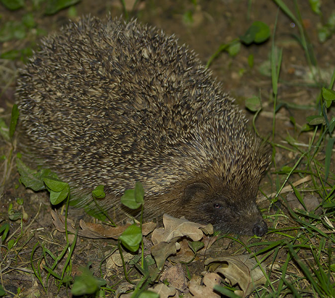 Egel080614