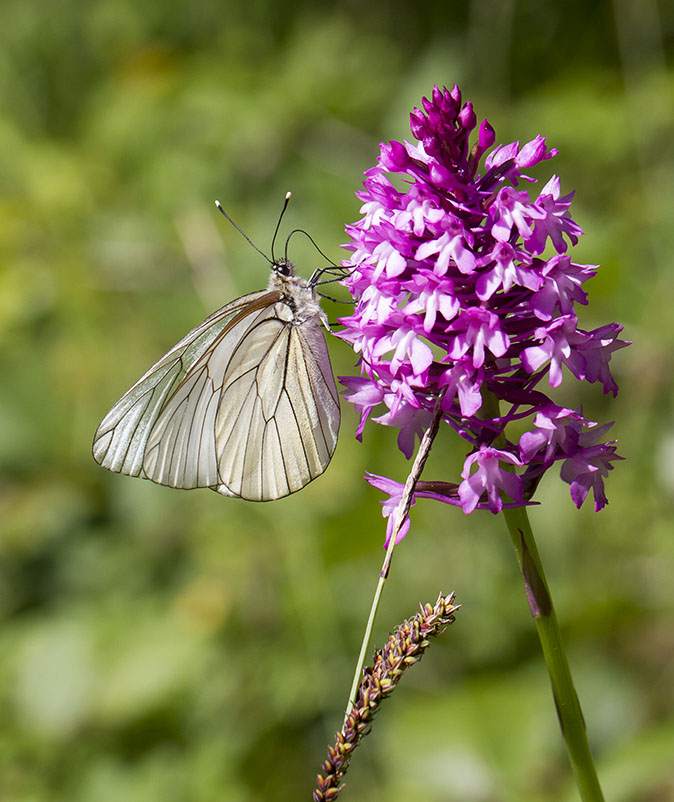 Grootgeaderdwitje050614