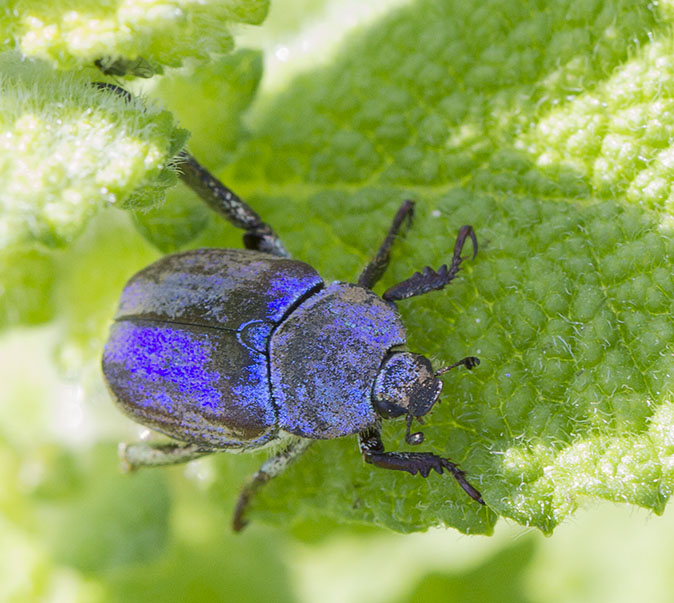 Hopliacoerulea120614