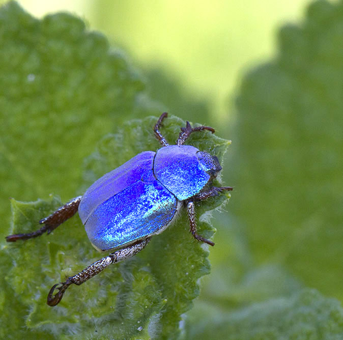 Hopliacoerulea120614A