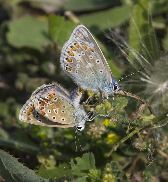 Icarusblauwtjes180714C