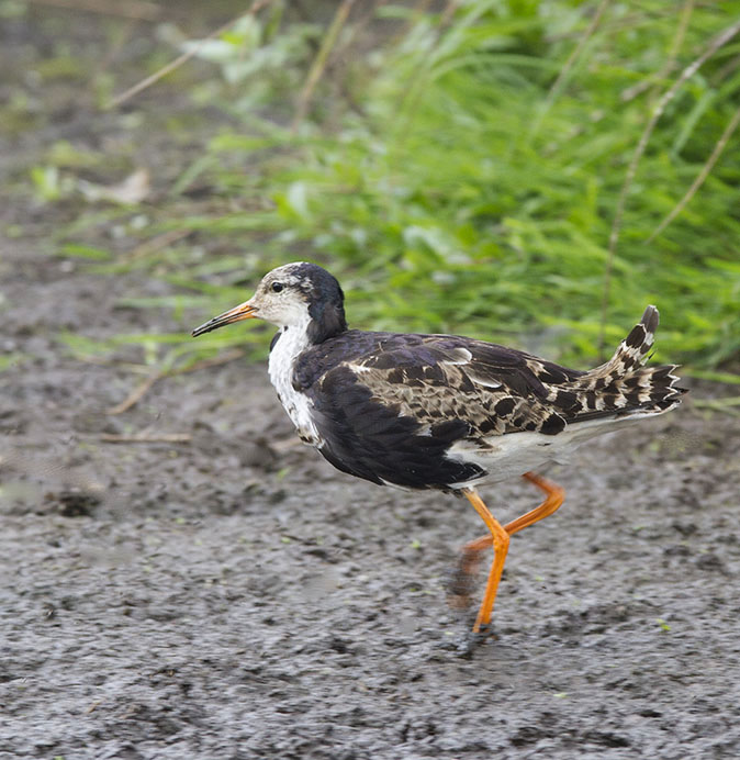 Kemphaan010714D_0.jpg