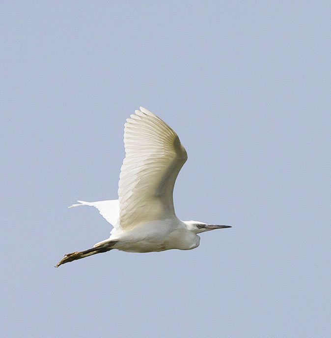 Kleinezilverreiger100714