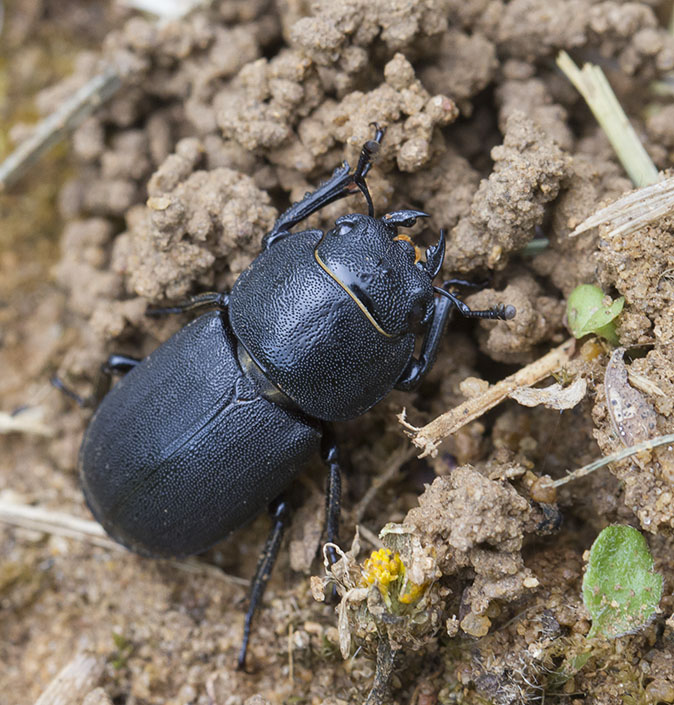 Kleinvliegendhert020614C