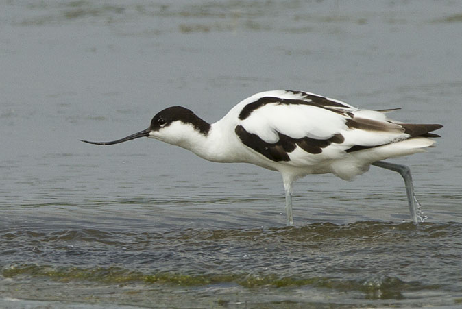 Kluut290714C