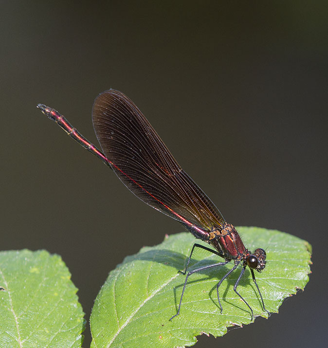 Koperenbeekjuffer070614