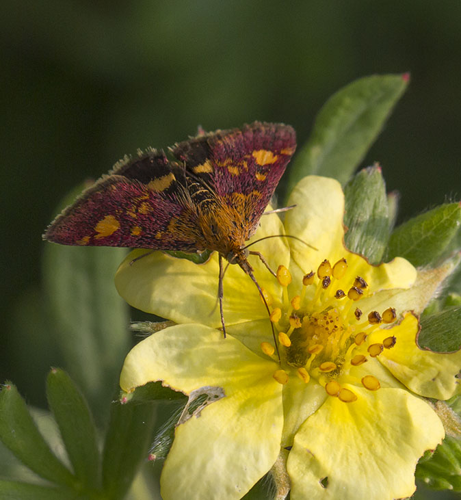 Muntvlindertje290714