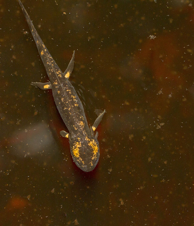 Vuursalamander100614A
