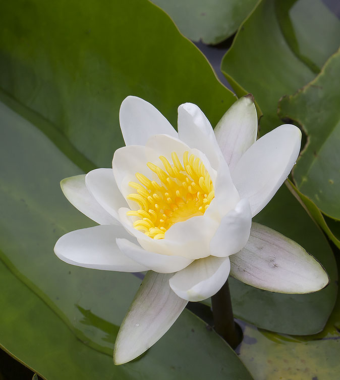 Wittewaterlelie210714A