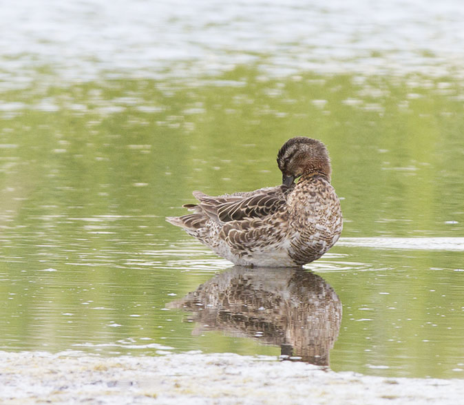 Zomertaling010714