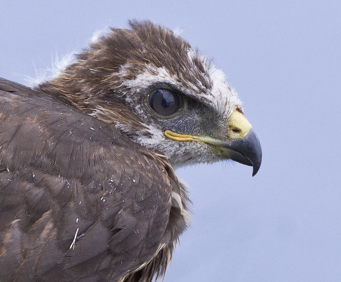 Buizerd280611C.JPG