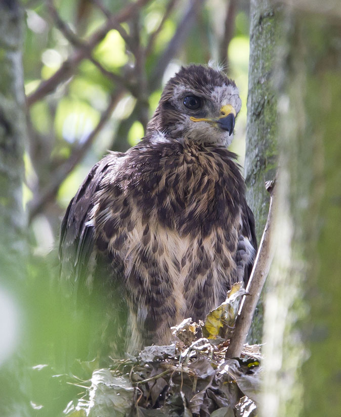 Buizerd280611E.JPG