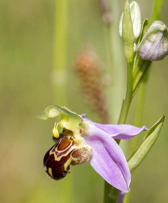 Bijenorchis050614D
