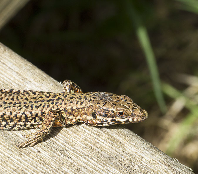 Muurhagedis150614A