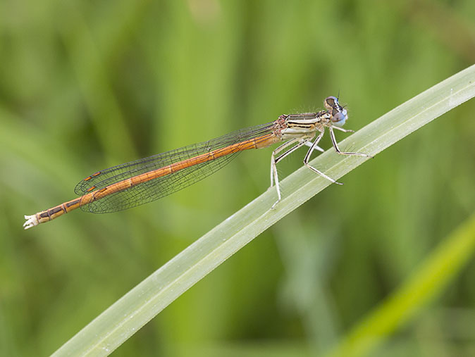 Oranjebreedscheenjuffer090614