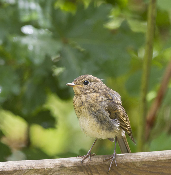 Roodborst040614A