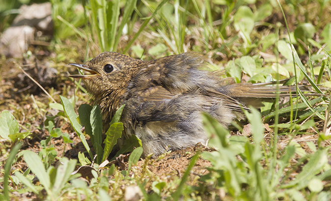 Roodborst140614A