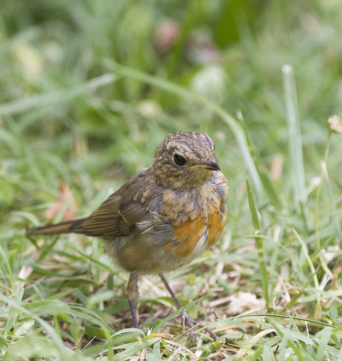 Roodborst210614B