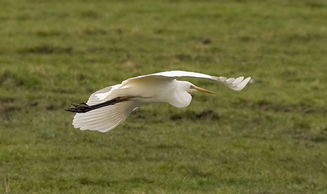 Grotezilverreiger060309A.JPG