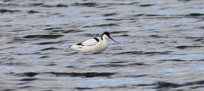 Kluut110309.JPG