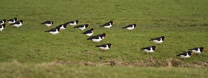 Scholeksters060309.JPG