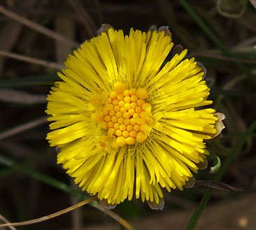 Kleinhoefblad180310.JPG