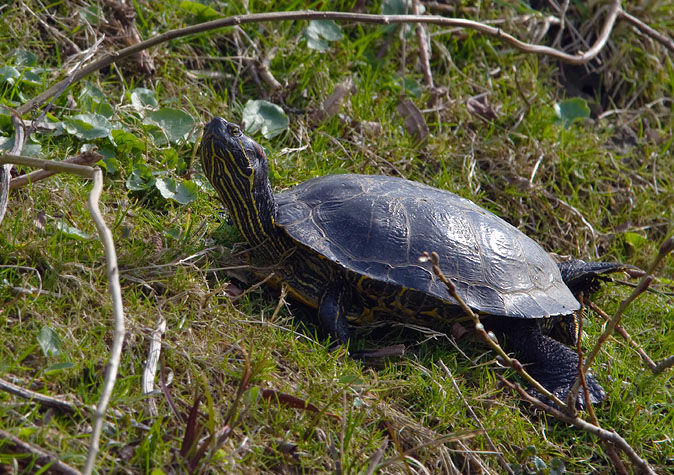 Roodwangschildpad240310A.JPG