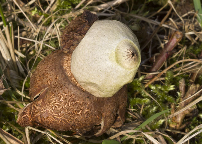 Aardster040311.JPG