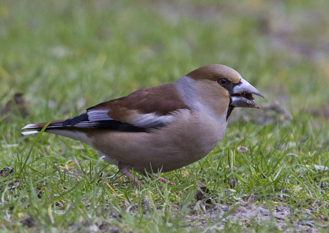 Appelvink060311D.JPG