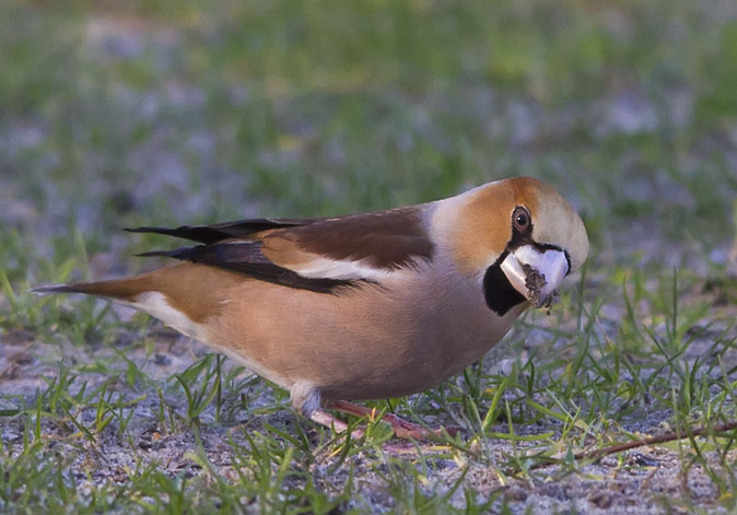 Appelvink070311C.JPG