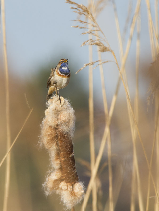Blauwborst240311.JPG